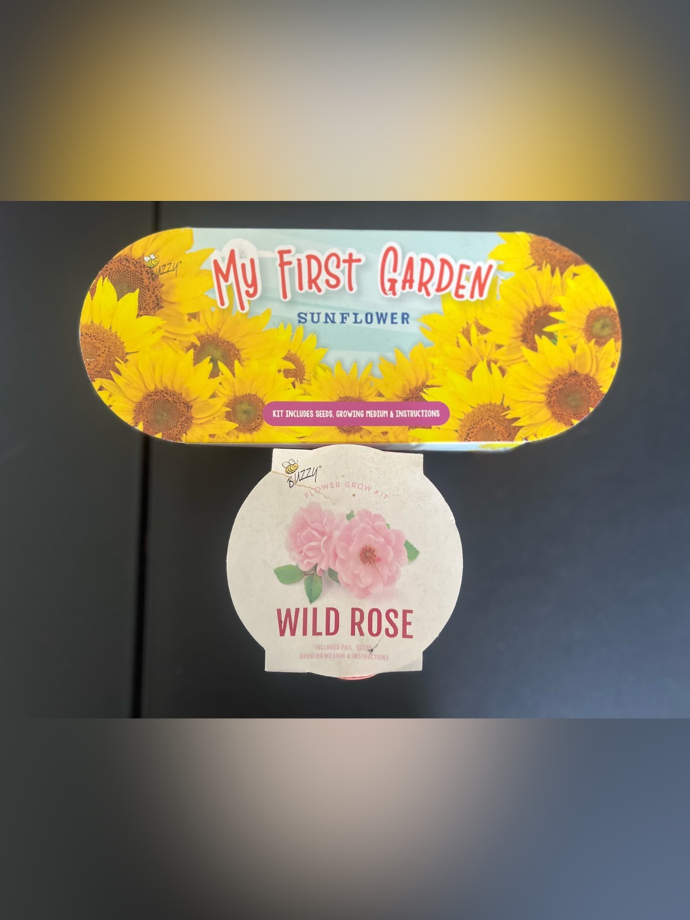 My First Garden Sunflower & Wild Rose Seed Kit - Bright Yellow Sunflowers